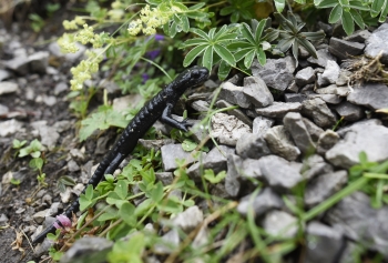 Crossing of the alps from Garmisch to Merano incl. baggage transport