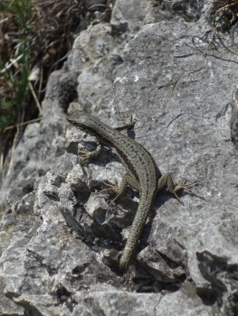 Kaiser Max Via ferrata at the Martinswand