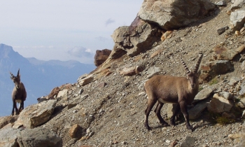 Westalpen-Woche mit Besteigung Mont Blanc (5 Tage)