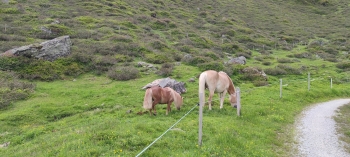 Geführte Mountainbiketour - Sunnseitn-Trail im Wipptal