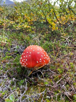Geführte Trekkingtour auf dem Kungsleden in Nord-Schweden (8 Tage)