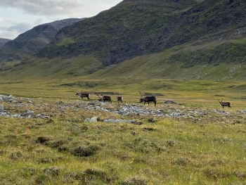 Geführte Trekkingtour auf dem Kungsleden in Nord-Schweden (8 Tage)