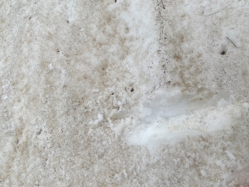 Safe mountain hiking Part 5 – ‘Crossing snowfields’