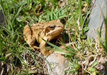 Achtsames Wandern - Wandern mit allen Sinnen (1 Tag)