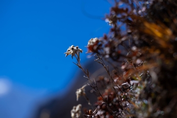 Nepal: Daulagiri Trekking mit Dhampus Peak (6012m)