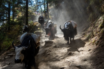 Nepal: Daulagiri Trekking mit Dhampus Peak (6012m)