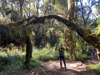Besteigung des Kilimandscharo (5895m) über die Lemosho Route (10 Tage)