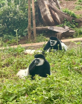 Besteigung des Kilimandscharo (5895m) über die Lemosho Route (10 Tage)