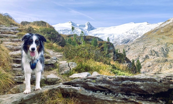 Alpenüberquerung mit Hund von Garmisch nach Meran inkl. Gepäcktransport