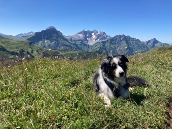 Alpenüberquerung mit Hund von Garmisch nach Meran inkl. Gepäcktransport
