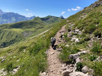 Alpenüberquerung mit Hund von Garmisch nach Meran inkl. Gepäcktransport